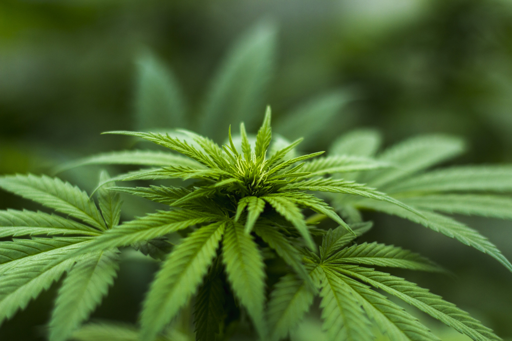 Extrato de Cannabis Combate a “Forma Incurável” da Leucemia