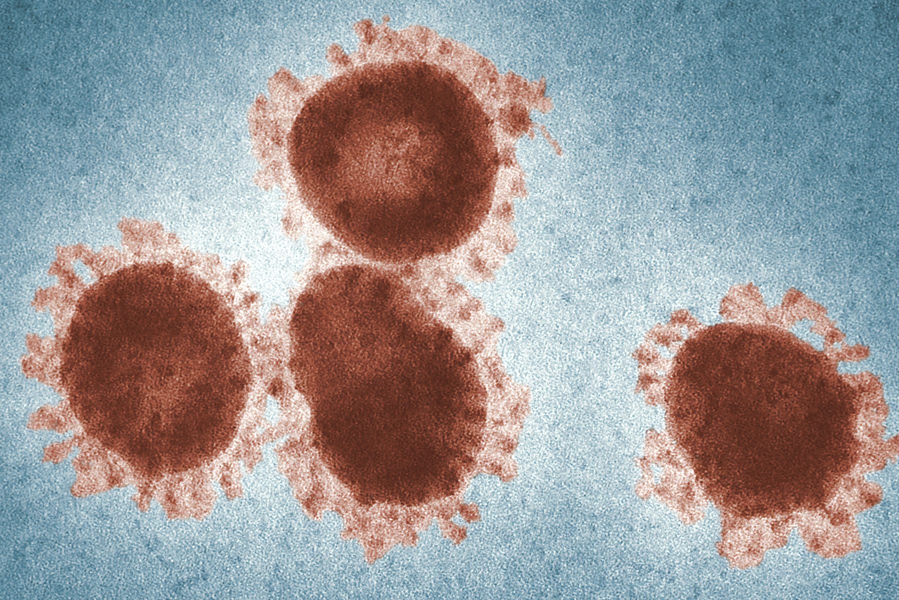 Imagem de um vírus da família Coronavirus (via Unsplash/CDC)
