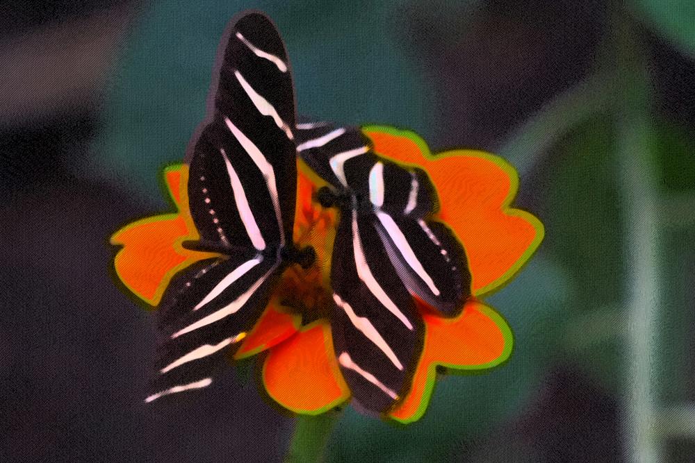 Imagem de duas borboletas pretas com riscas brancas nas asas, pousadas sobre uma flor de cor laranja. A imagem está alterada com alguns efeitos que tornam os contornos dos vários elementos ténues, como se simbolizasse uma recordação. Sobre este efeito existe ainda uma textura que se assemelha a papel de jornal. Esta sobreposição de efeitos relaciona-se com a temática do texto, a mediatização das imagens.